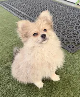 Junior, a male Pomeranian for sale in Las Vegas, NV – Photo 6 of 10