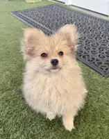 Junior, a male Pomeranian for sale in Las Vegas, NV – Photo 9 of 10