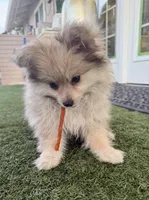 Junior, a male Pomeranian for sale in Las Vegas, NV – Photo 7 of 10