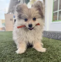 Junior, a male Pomeranian for sale in Las Vegas, NV – Photo 1 of 10