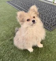 Junior, a male Pomeranian for sale in Las Vegas, NV – Photo 10 of 10