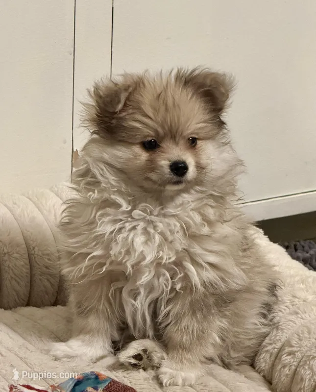 Poofy – Pomeranian puppy for sale in Las Vegas, NV