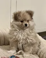Poofy, a male Pomeranian for sale in Las Vegas, NV – Photo 1 of 2