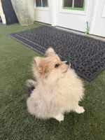 Junior, a male Pomeranian for sale in Las Vegas, NV – Photo 5 of 10