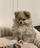 Poofy, a male Pomeranian for sale in Las Vegas, NV – Photo 2 of 2