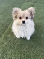 Junior, a male Pomeranian for sale in Las Vegas, NV – Photo 4 of 10