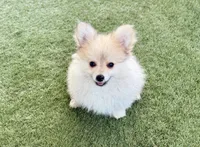 Winston, a male Pomeranian for sale in Las Vegas, NV – Photo 3 of 8