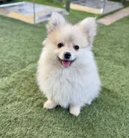 Winston, a male Pomeranian for sale in Las Vegas, NV – Photo 1 of 8