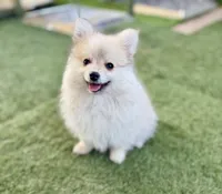 Winston, a male Pomeranian for sale in Las Vegas, NV – Photo 2 of 8