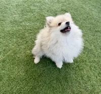 Winston, a male Pomeranian for sale in Las Vegas, NV – Photo 8 of 8