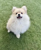 Winston, a male Pomeranian for sale in Las Vegas, NV – Photo 7 of 8