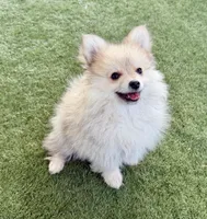 Winston, a male Pomeranian for sale in Las Vegas, NV – Photo 6 of 8