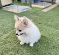 Winston, a male Pomeranian for sale in Las Vegas, NV – Photo 4 of 8