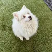 Lilly, a female Pomeranian for sale in Las Vegas, NV – Photo 6 of 8