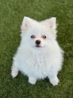 Lilly, a female Pomeranian for sale in Las Vegas, NV – Photo 1 of 8
