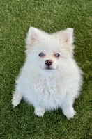Lilly, a female Pomeranian for sale in Las Vegas, NV – Photo 4 of 8