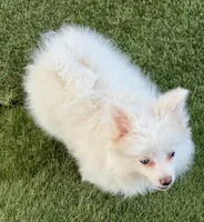 Lilly, a female Pomeranian for sale in Las Vegas, NV – Photo 3 of 8