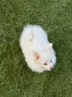 Lilly, a female Pomeranian for sale in Las Vegas, NV – Photo 7 of 8