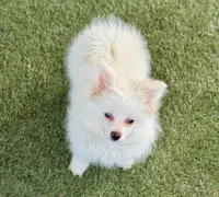 Lilly, a female Pomeranian for sale in Las Vegas, NV – Photo 2 of 8