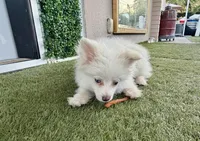 Lilly, a female Pomeranian for sale in Las Vegas, NV – Photo 5 of 8