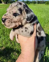 Merle male, a male Great Dane for sale in Lake City, FL – 6 of 6