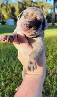 Fawn merle female, a female Great Dane for sale in Lake City, FL – 3 of 8