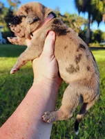 Fawn merle female, a female Great Dane for sale in Lake City, FL – 2 of 8