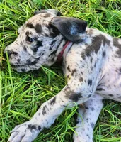 Merle male, a male Great Dane for sale in Lake City, FL – 4 of 4