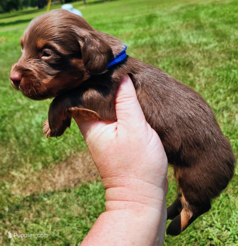 Chocolate and tan long hair male – Miniature Dachshund puppy for sale in Lake City, FL