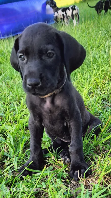 Black female – Great Dane puppy for sale in Lake City, FL