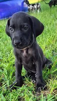 Black female, a female Great Dane for sale in Lake City, FL – 1 of 7