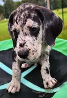 Merle male, a male Great Dane for sale in Lake City, FL – 5 of 9