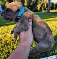Fawn merle male, a male Great Dane for sale in Lake City, FL – 2 of 7