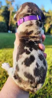 Fawn harlequin female purple, a female Great Dane for sale in Lake City, FL – 5 of 6