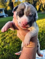 Blue fawn harlequin female, a female Great Dane for sale in Lake City, FL – 6 of 7