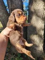 Chocolate and tan long hair male, a male Miniature Dachshund for sale in Lake City, FL – 5 of 6