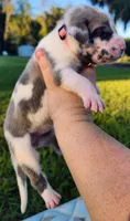 Blue fawn harlequin female, a female Great Dane for sale in Lake City, FL – 3 of 7