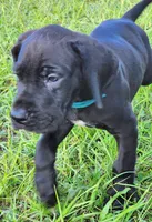 Black male , a male Great Dane for sale in Lake City, FL – 5 of 5