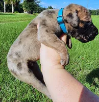Brindle merle male, a male Great Dane for sale in Lake City, FL – 2 of 6