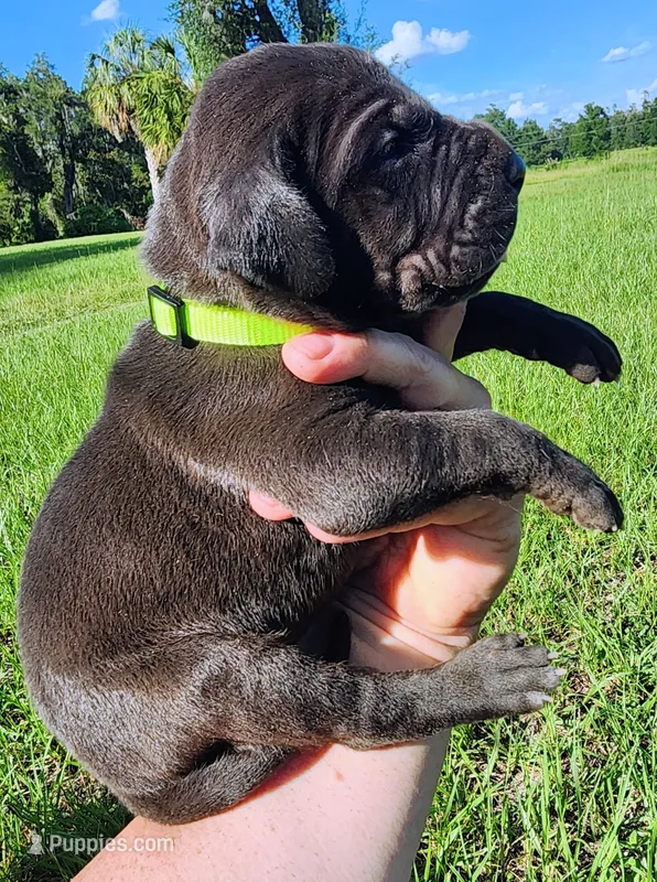 Black Male – Great Dane puppy for sale in Lake City, FL