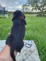 Long hair black and tan male, a male Miniature Dachshund for sale in Lake City, FL – 5 of 5
