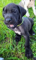 Black male , a male Great Dane for sale in Lake City, FL – 4 of 8