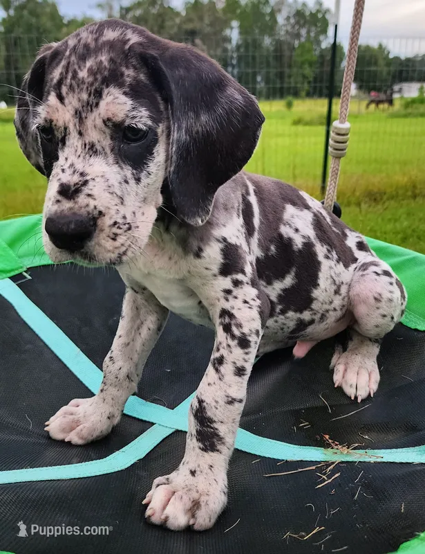 Merle male – Great Dane puppy for sale in Lake City, FL