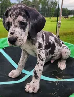Merle male, a male Great Dane for sale in Lake City, FL – 1 of 9