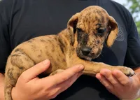 Brindle merle male, a male Great Dane for sale in Lake City, FL – 2 of 5