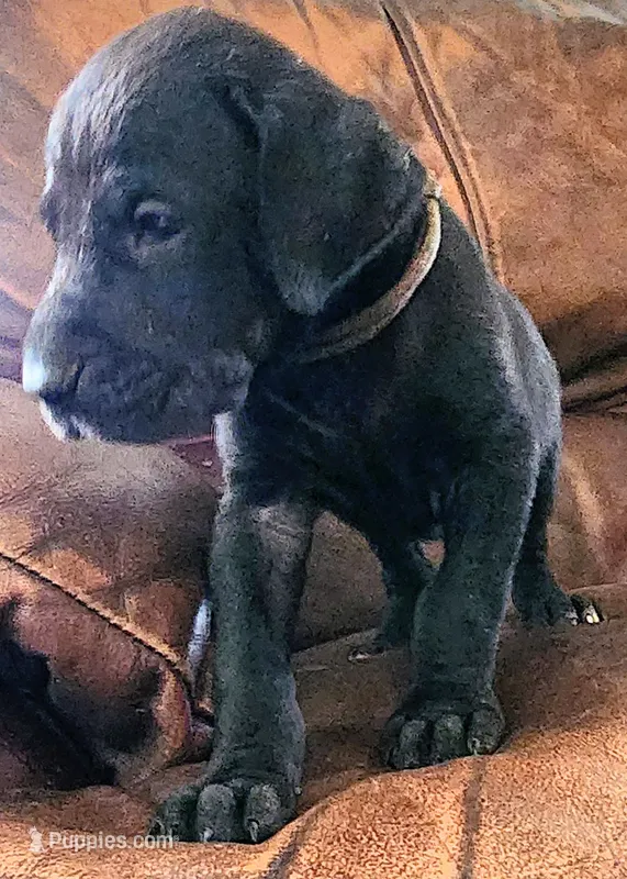 Black female – Great Dane puppy for sale in Lake City, FL