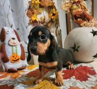Black and tan shorthair female, a female Miniature Dachshund for sale in Lake City, FL – 3 of 6