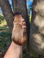 Chocolate and tan long hair male, a male Miniature Dachshund for sale in Lake City, FL – 4 of 6