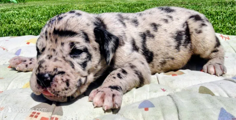 Merle male  – Great Dane puppy for sale in Lake City, FL