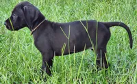 Black female, a female Great Dane for sale in Lake City, FL – 7 of 7